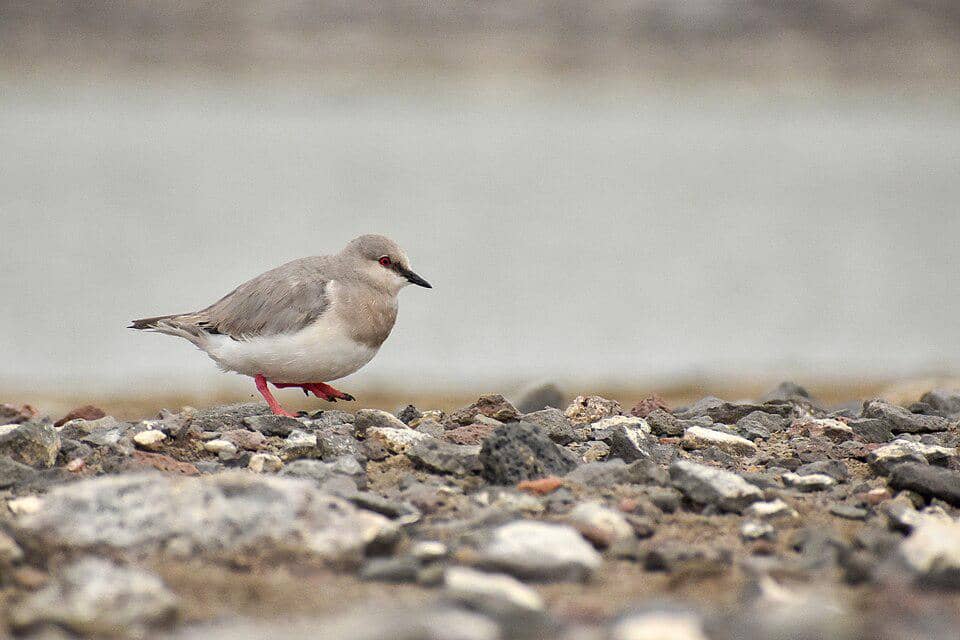 Magellanic plover berjalan di habitat mereka yang berkerikil.