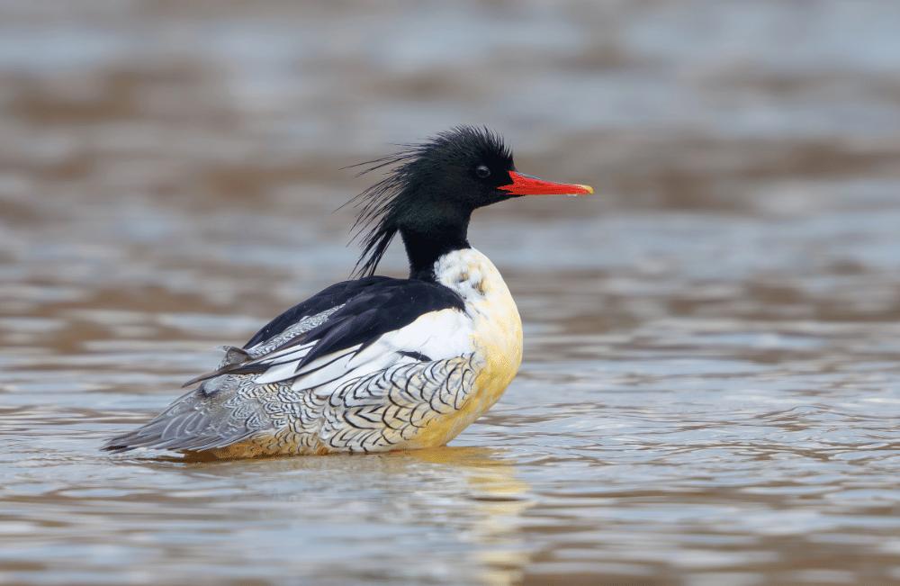 5 Fakta Scaly Sided Merganser, Bebek Asia Timur Bermotif Artistik