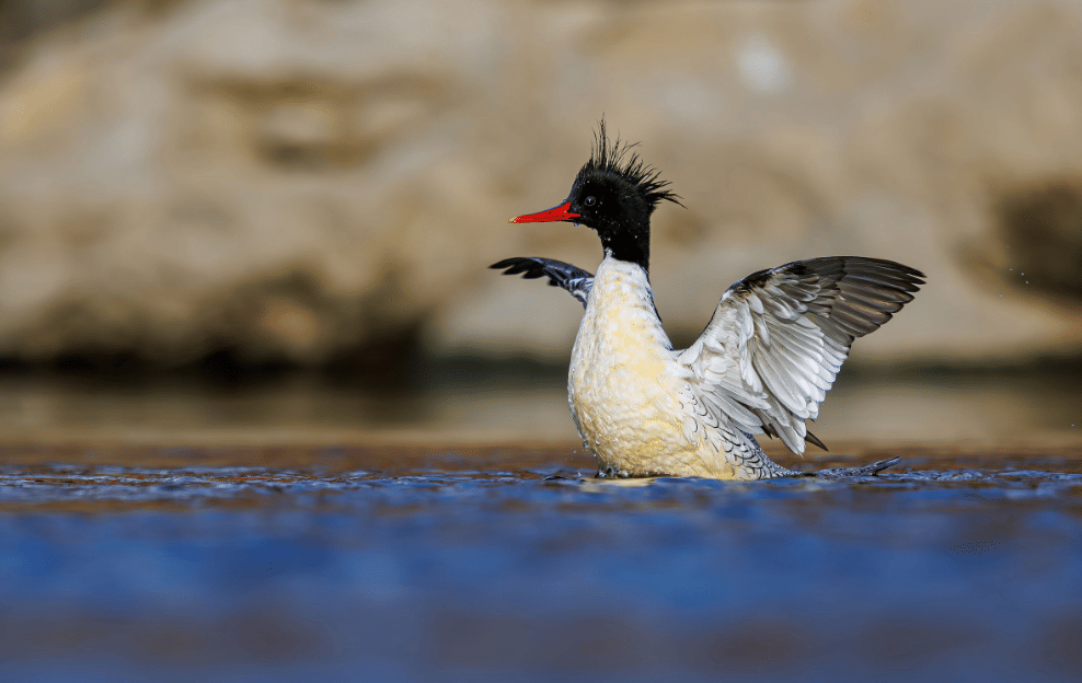bebek scaly sided merganser