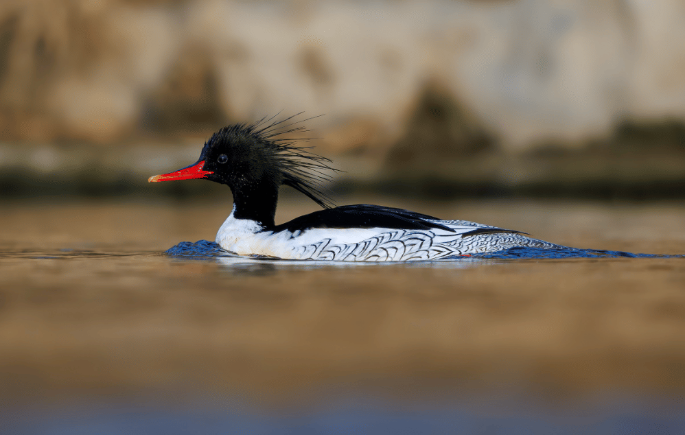 bebek scaly sided merganser
