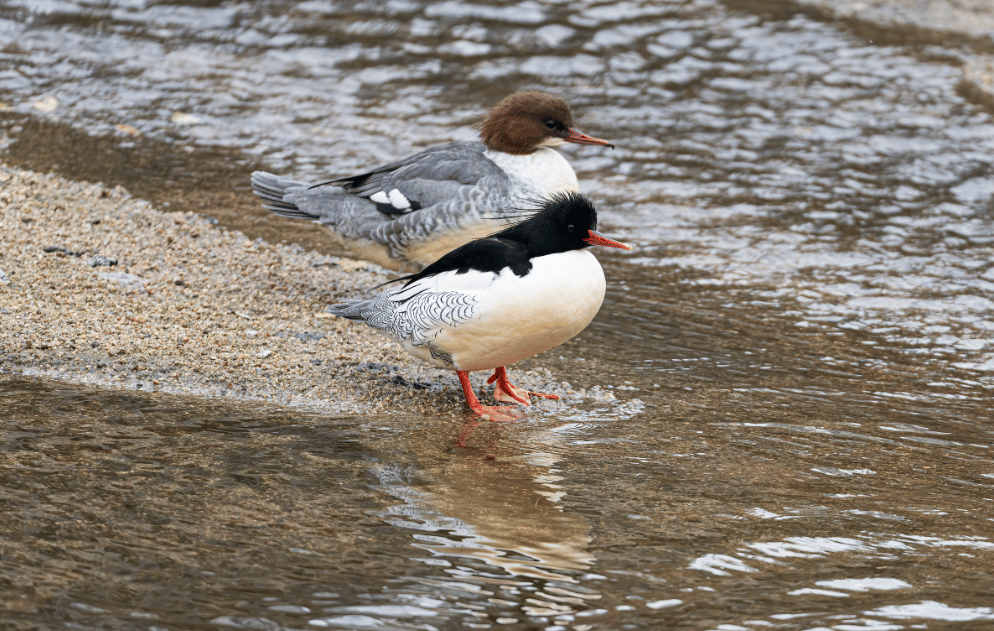 bebek scaly sided merganser