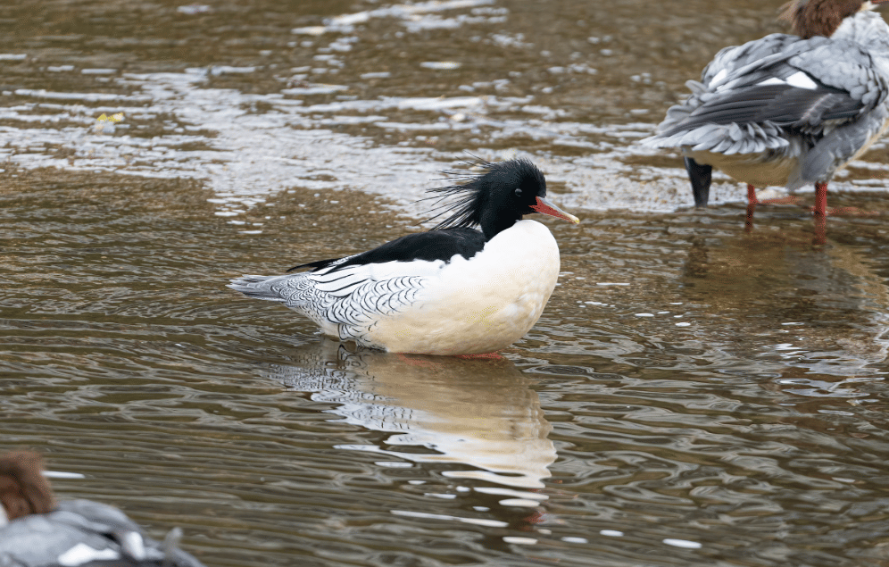 bebek scaly sided merganser
