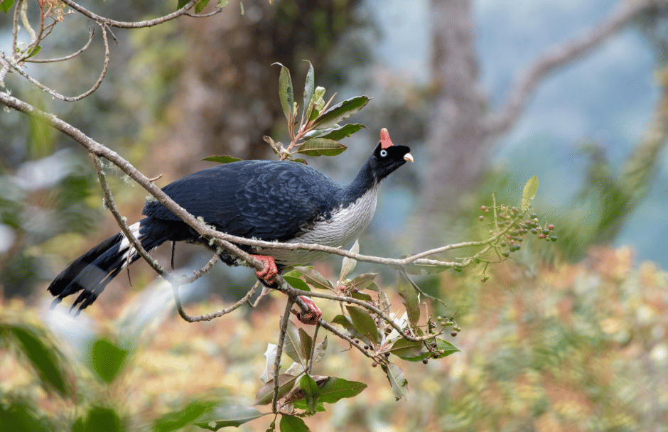 burung horned guan