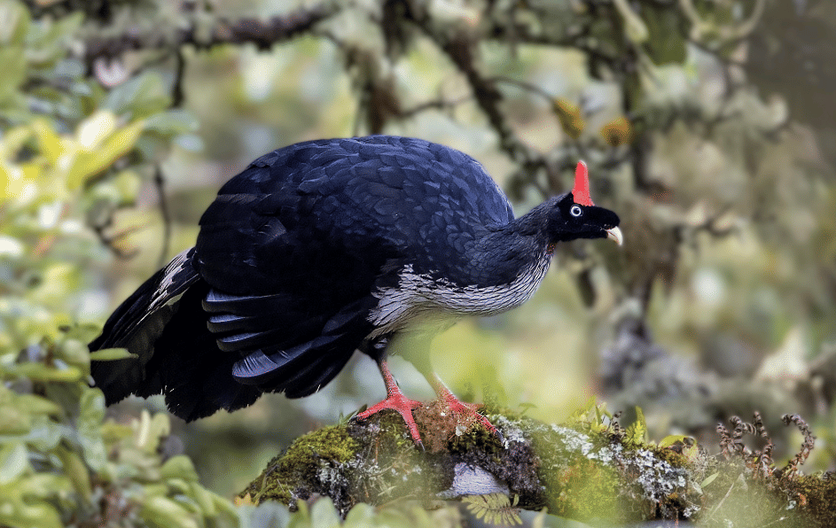 burung horned guan