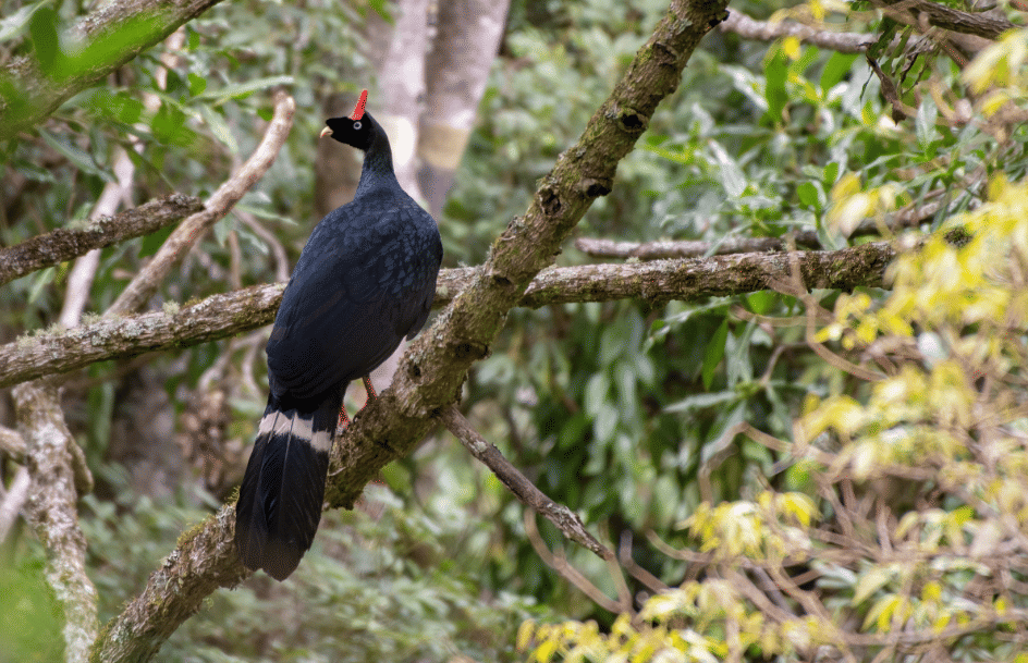 burung horned guan