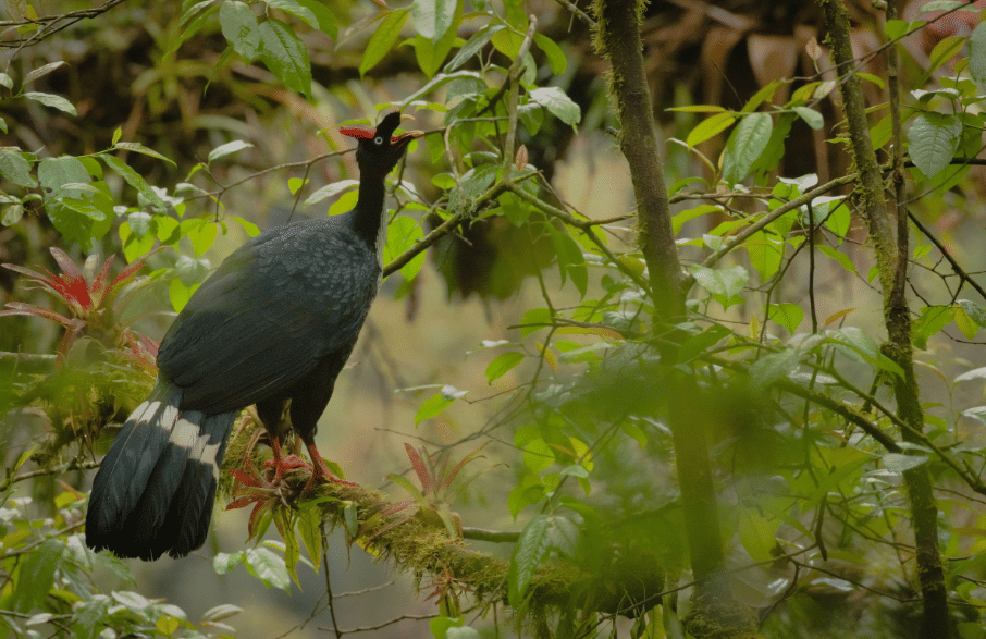 burung horned guan