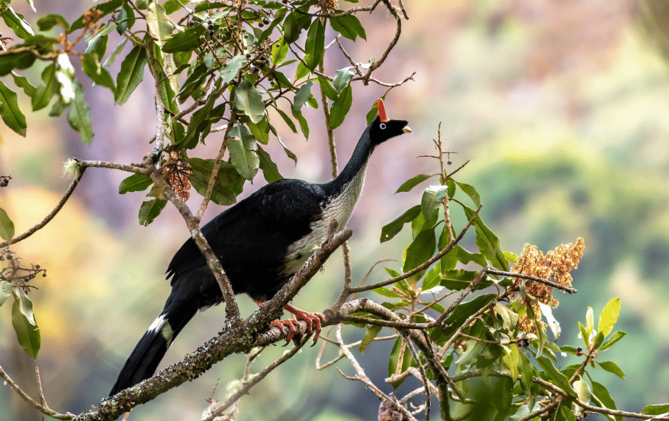 burung horned guan