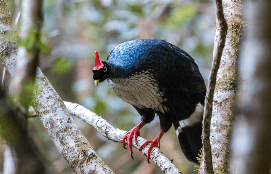 burung horned guan