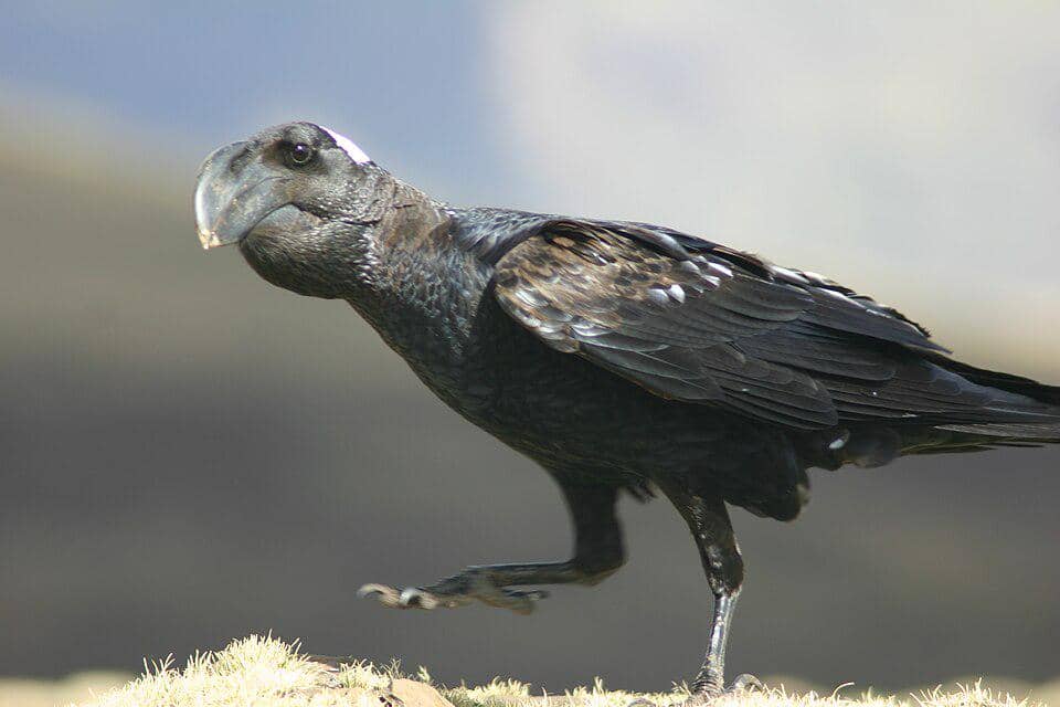 5 Fakta Thick Billed Raven, Gagak Paruh Tebal yang Mengintimidasi
