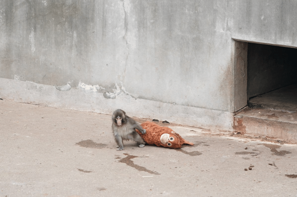Potret Punch, si monyet viral di Jepang yang selalu membawa boneka