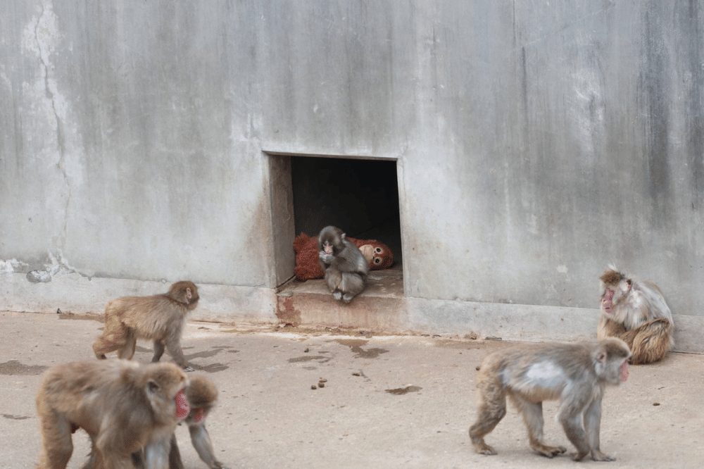 Punch, si monyet viral di Jepang yang selalu membawa boneka