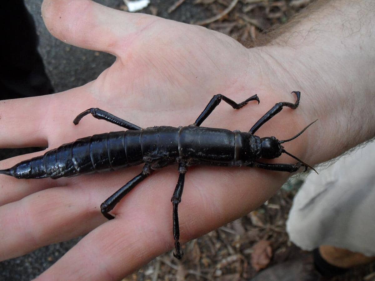 6 Fakta Dryococelus Australis, Spesies yang Bangkit dari Kepunahan