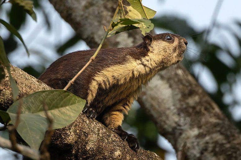 7 Fakta Unik Jelarang, Bajing Raksasa Lokal Seukuran Kucing Rumahan