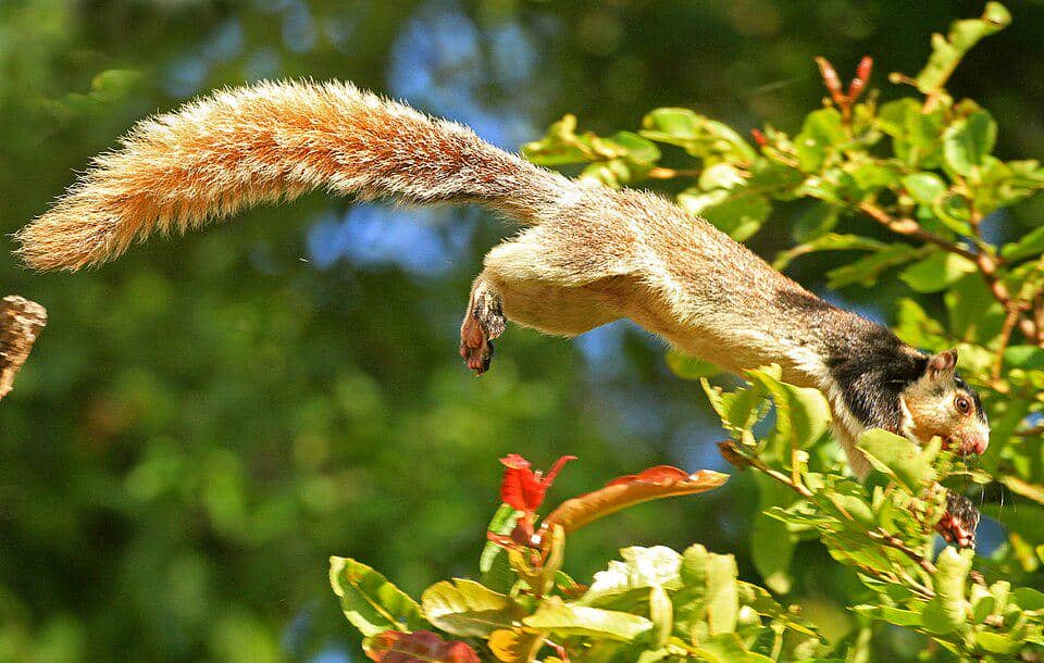 Jelarang uban ini melompat antarpohon dengan lincah.