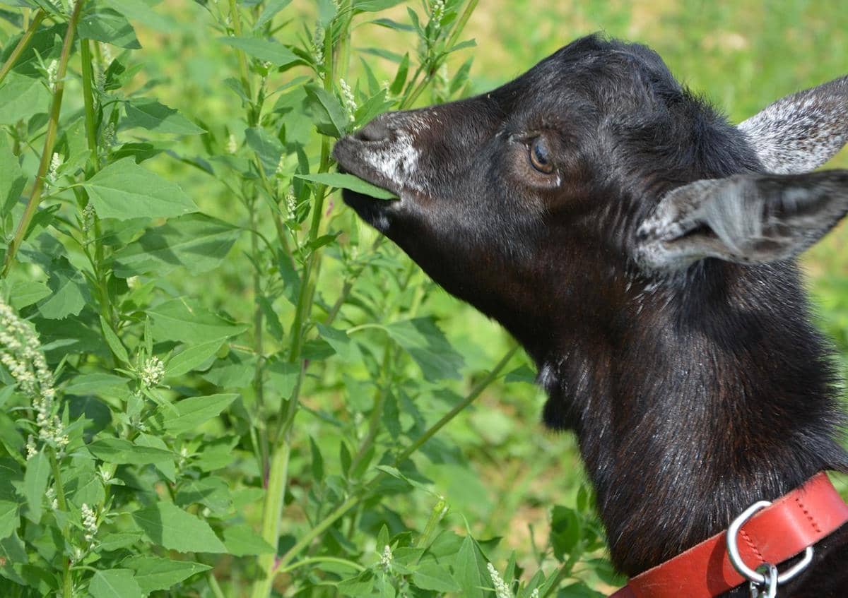 Kenapa Kambing Lebih Suka Makan Daun daripada Rumput? 