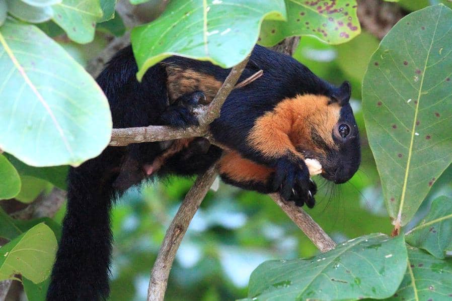 Jelarang hitam asyik makan di atas pohon.