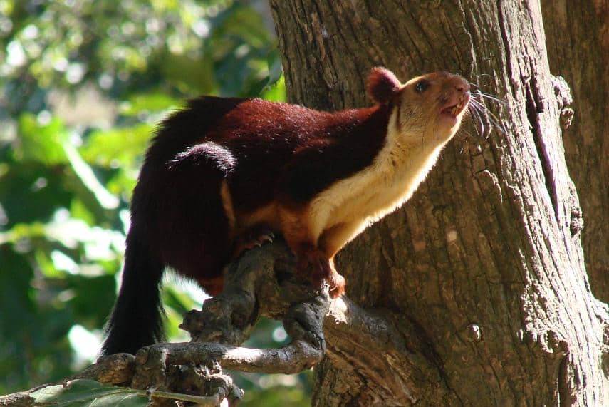 Jelarang india bersiap hendak melompat.