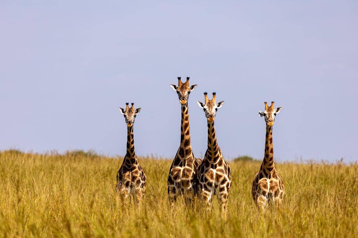 ilustrasi Murchison Falls National Park, Uganda 