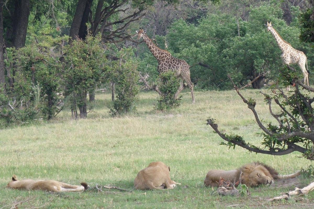 ilustrasi Okavango Delta, Botswana