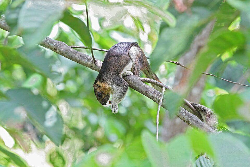 Jelarang bilalang asyik makan dengan postur khasnya.