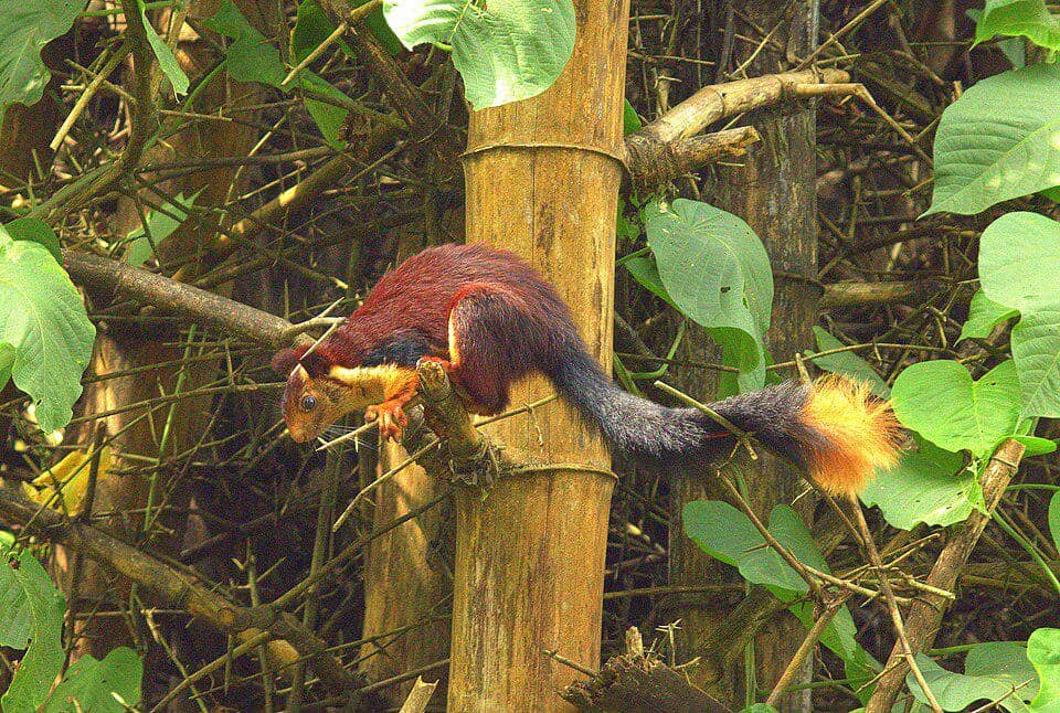 Jelarang india memamerkan warna-warni rambutnya.