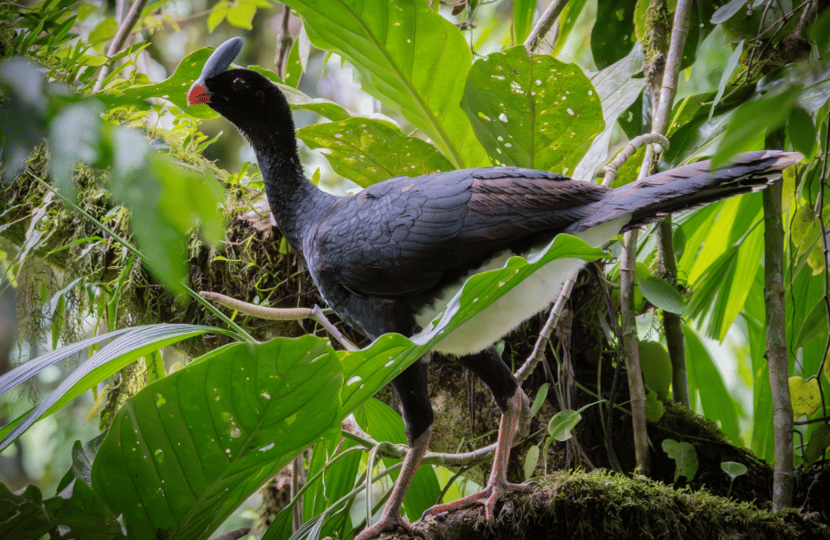 5 Fakta Horned Curassow, Burung Hutan Tropis Bertanduk Asal Bolivia