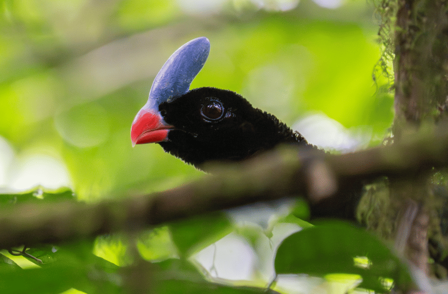 burung horned curassow