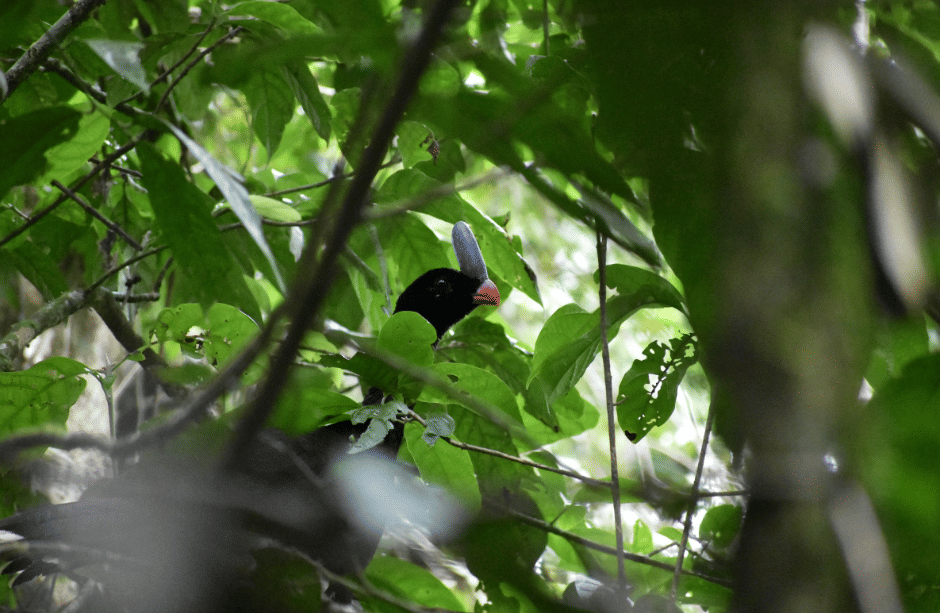 burung horned curassow