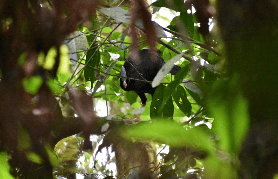 burung horned curassow