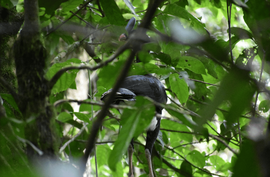 burung horned curassow