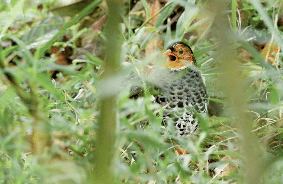 burung udzungwa partridge 