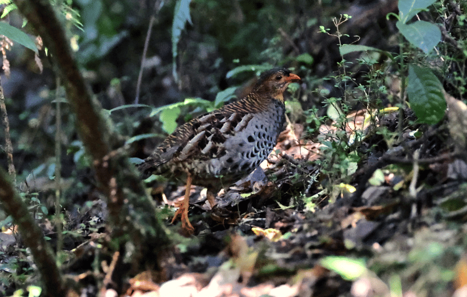 burung udzungwa partridge