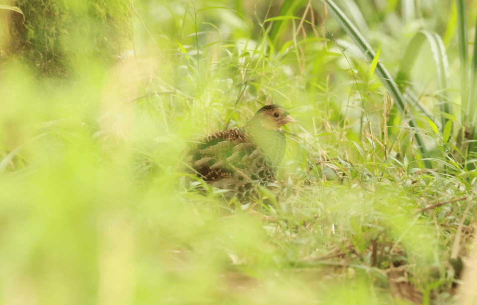 burung udzungwa partridge