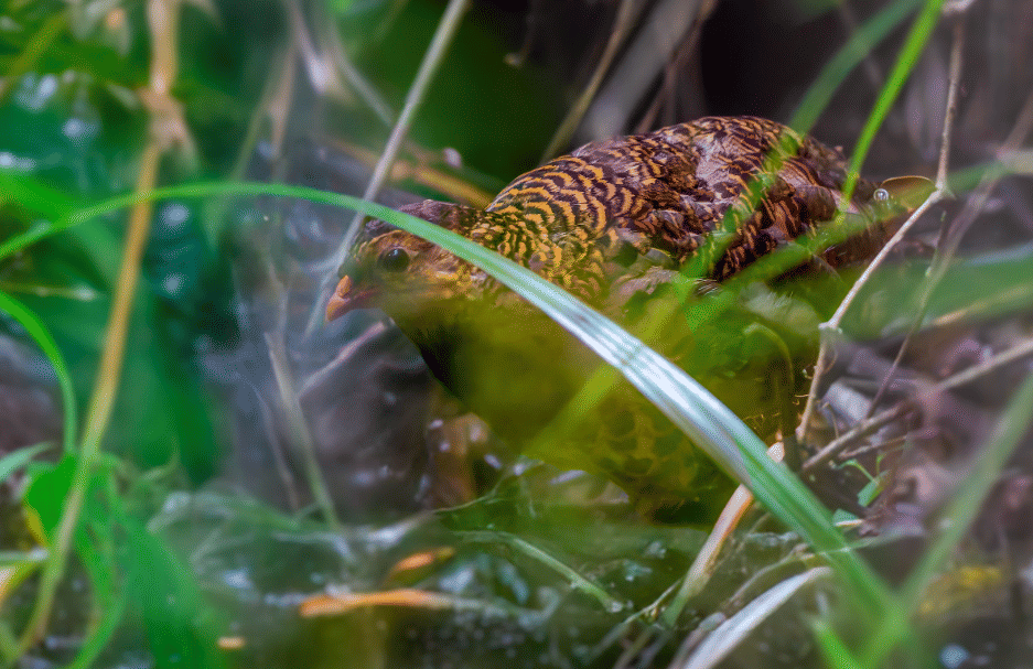 burung udzungwa partridge