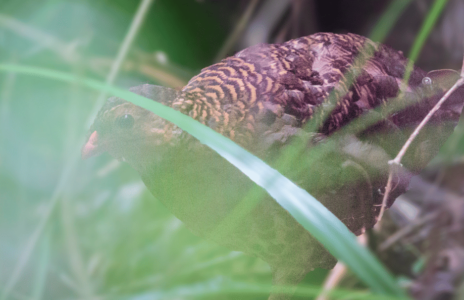 burung udzungwa partridge