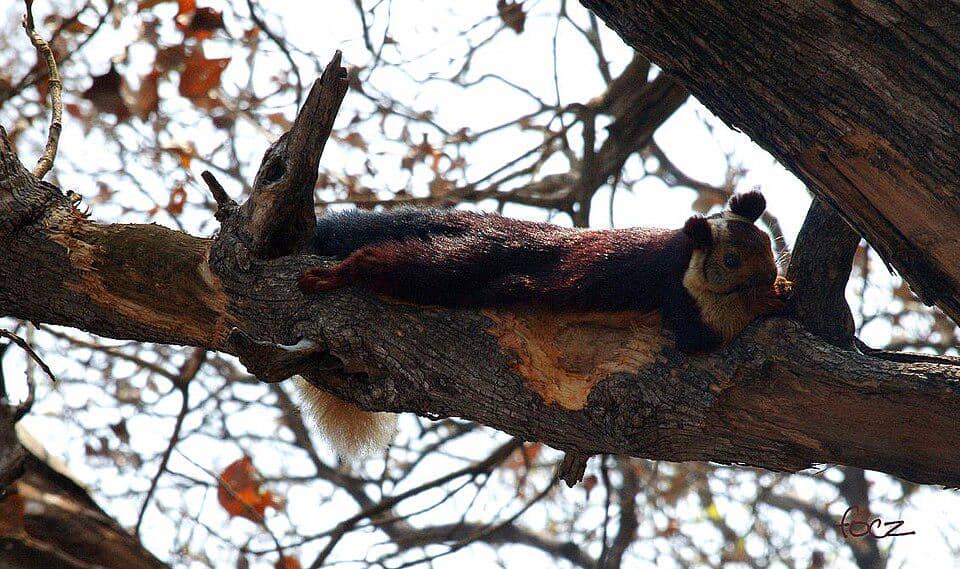 Bukan bersantai, jelarang india ini sedang bersembunyi.
