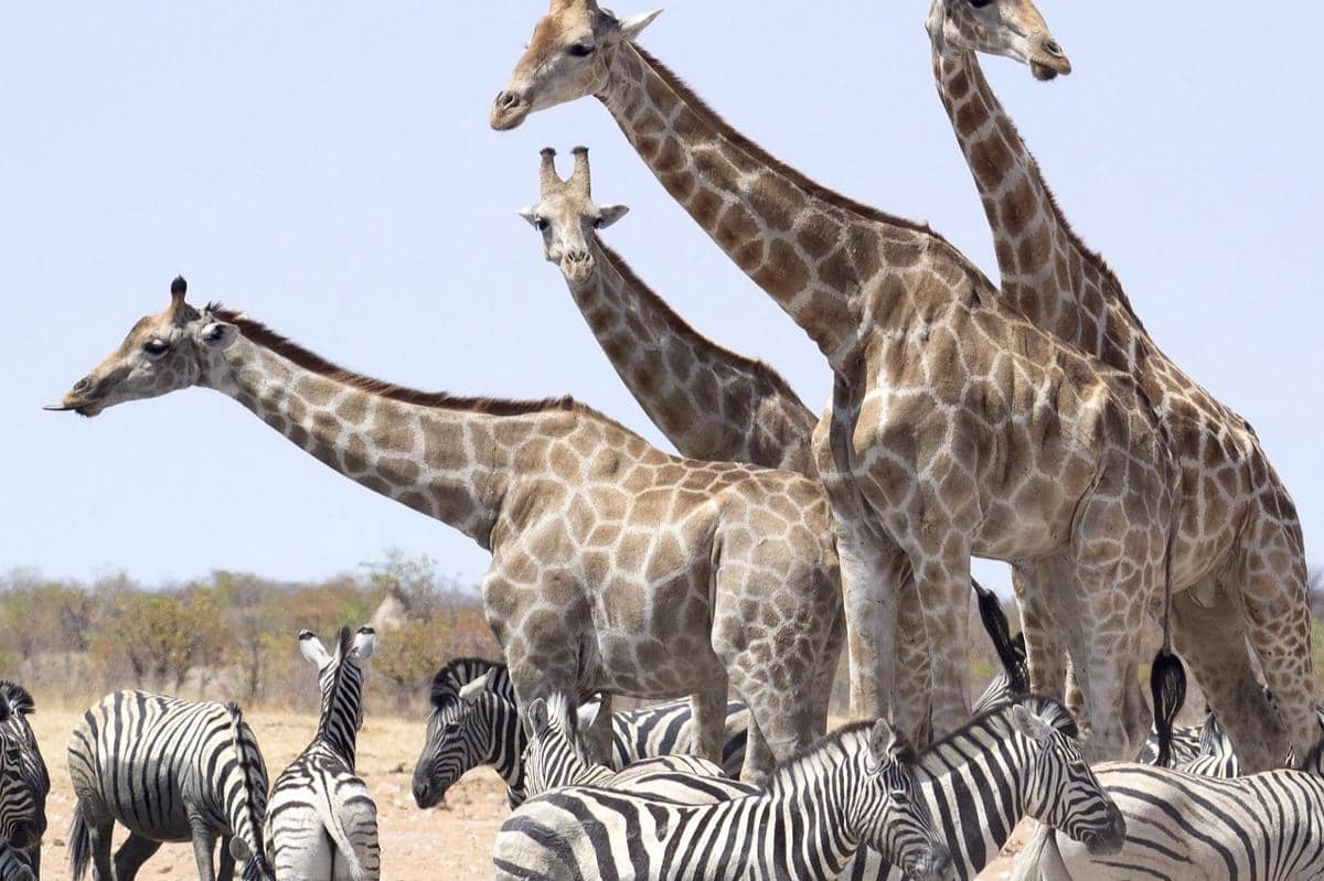 ilustrasi Etosha National Park, Namibia