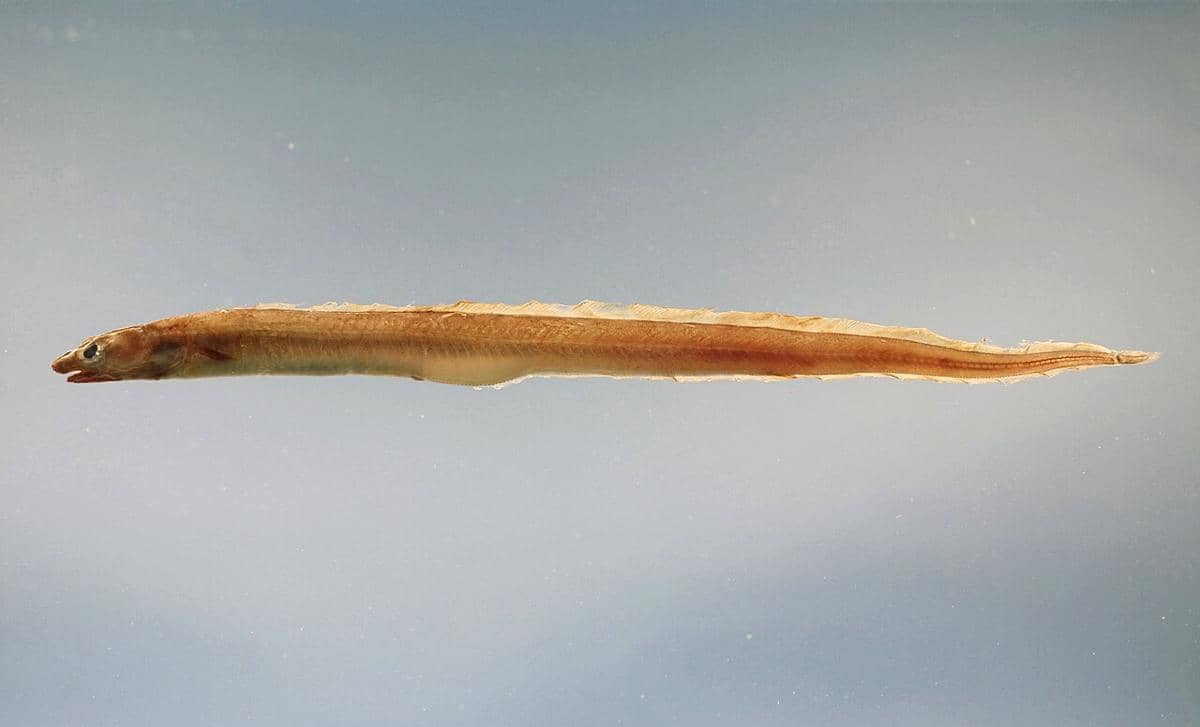 Conger_oceanicus.jpg
