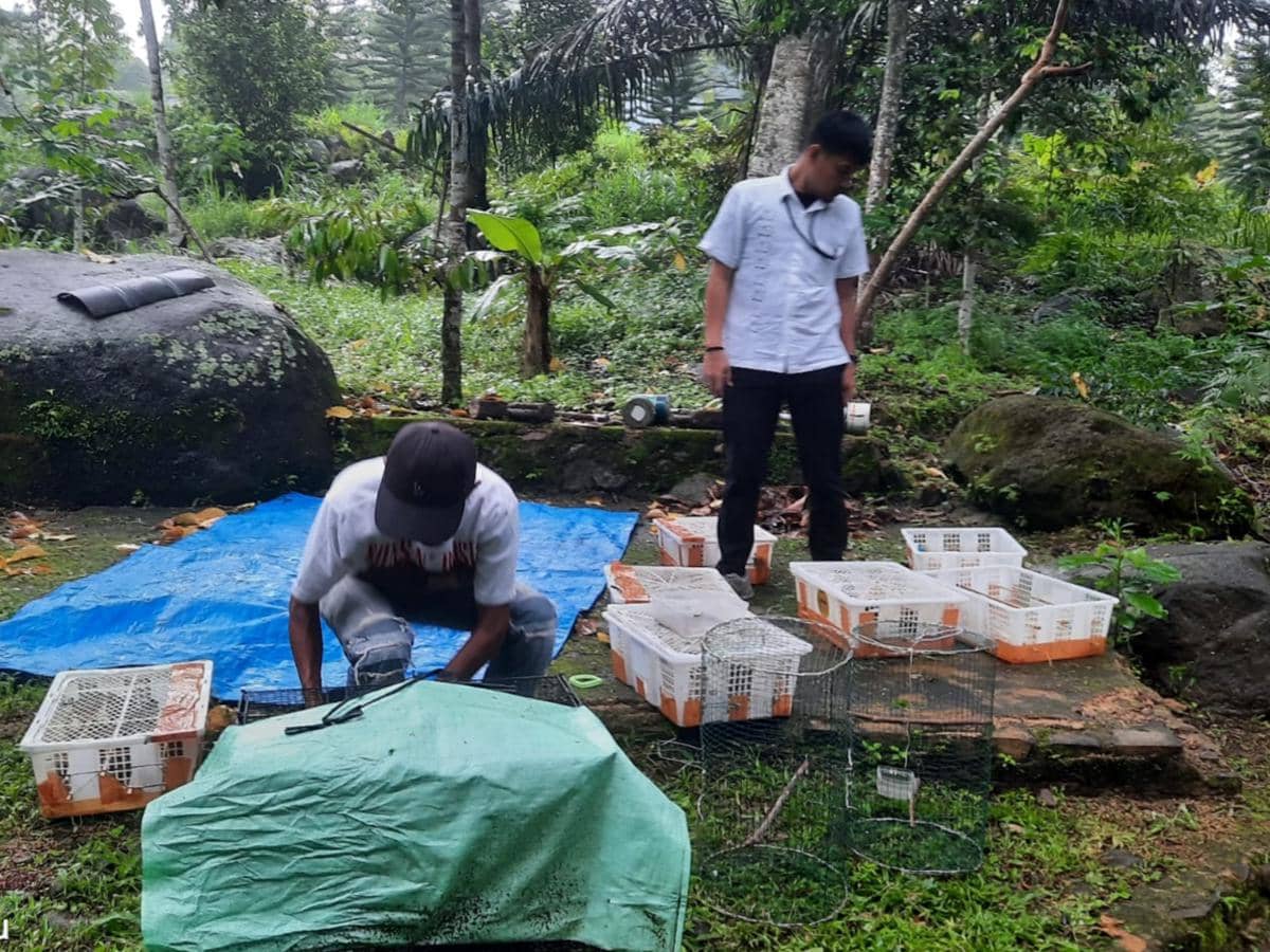 327 Burung Ilegal Modus Travel Dilepasliar di Tahura Wan Abdul Rachman