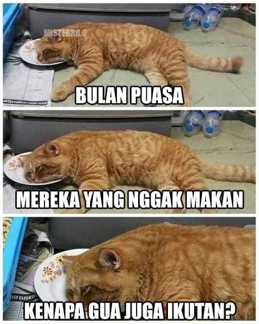 meme kucing Ramadan