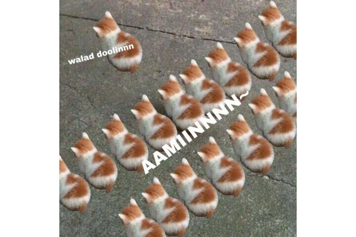 7 Meme Kucing Rayakan Ramadan 2026, Salat Tarawih Juga?