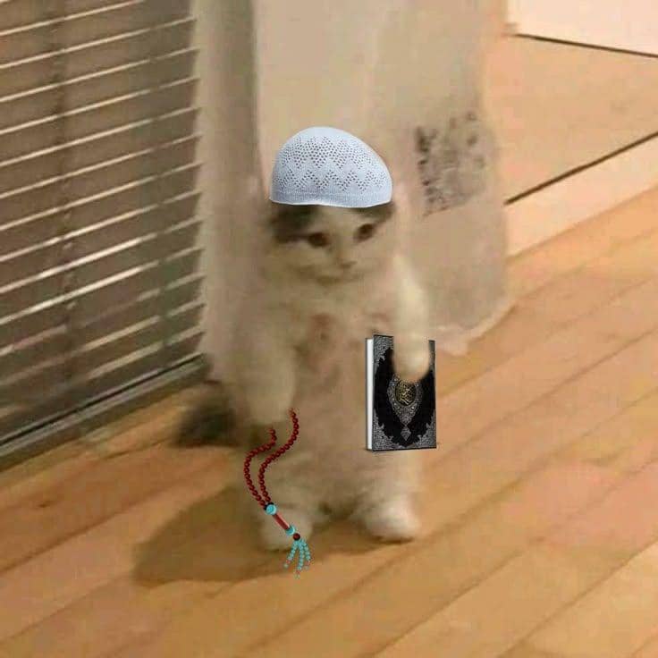 meme kucing Ramadan