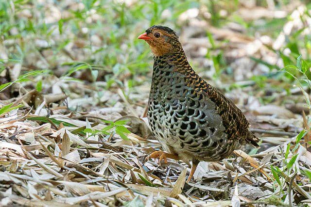 5 Fakta Udzungwa Partridge, Burung Endemik Langka dari Hutan Tanzania