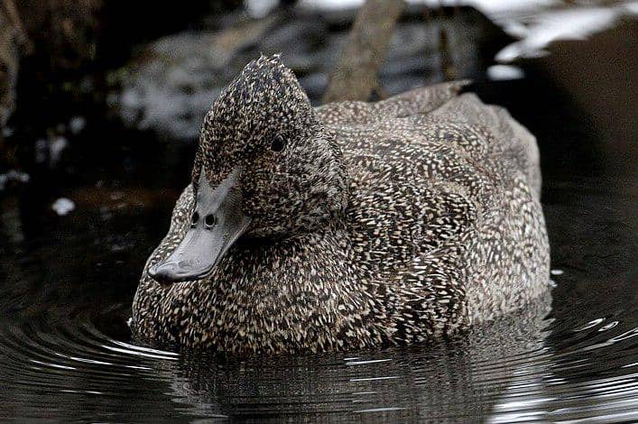 7 Fakta Unik Itik Burik, Unggas Air Langka nan Cantik dari Australia