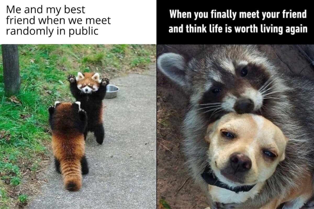 7 Meme Ketemu Sahabat, Hidup Terasa Berwarna Lagi