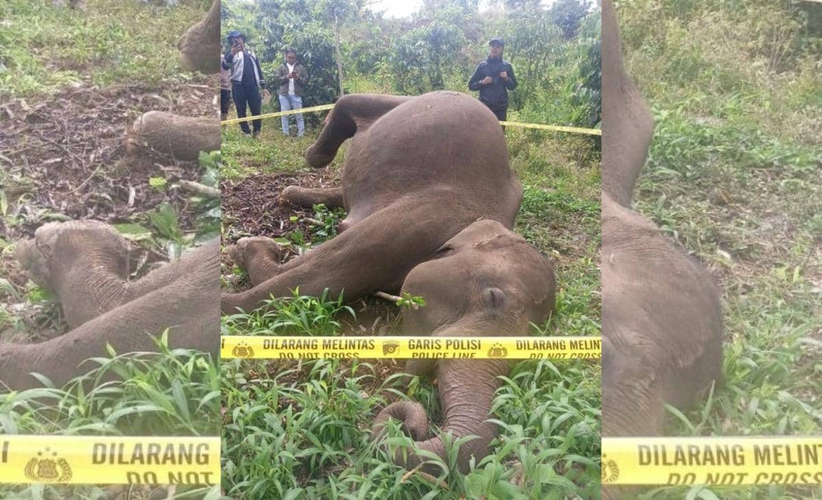 Gajah Betina Ditemukan Mati di Aceh Tengah, Diduga Akibat Kawat Listik