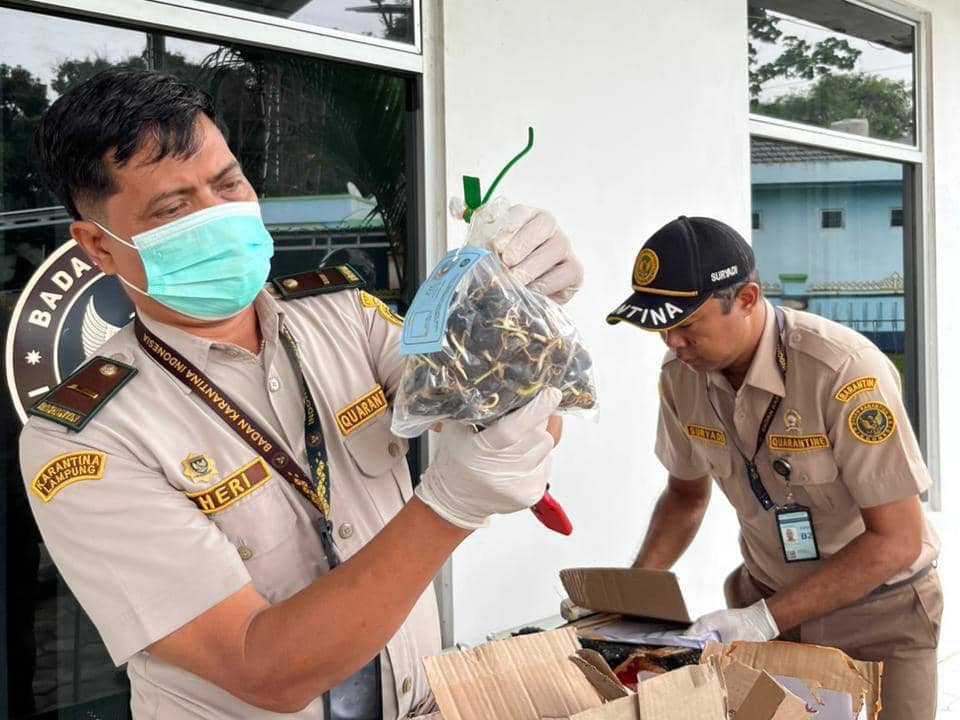 Karantina Lampung Sita 10 Ribu Benih Sawit, Merek dan Sertifikat Palsu