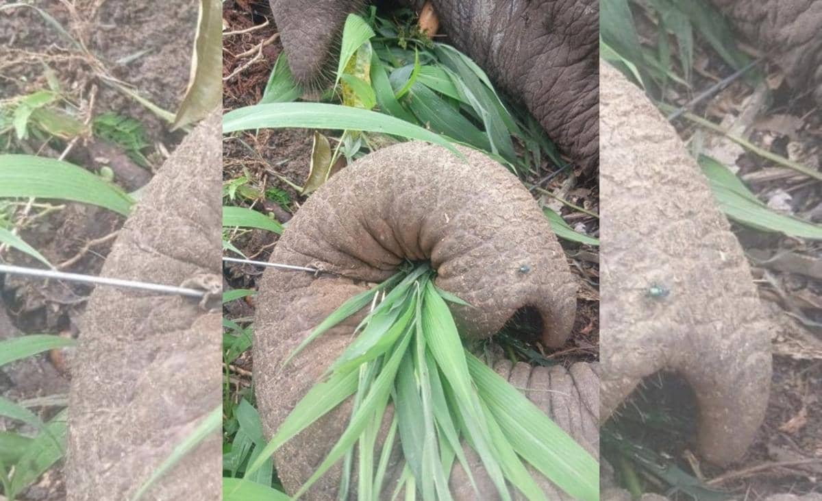 Gajah ditemukan mati diduga akibat kawat listrik (dok.BKSDA Aceh)