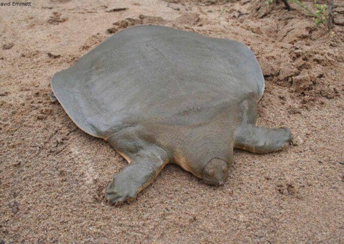 Pelochelys-cantoii-David-Emmett-2-e1523468771945-676x480.jpg