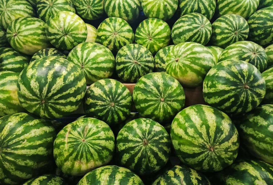 ilustrasi buah semangka